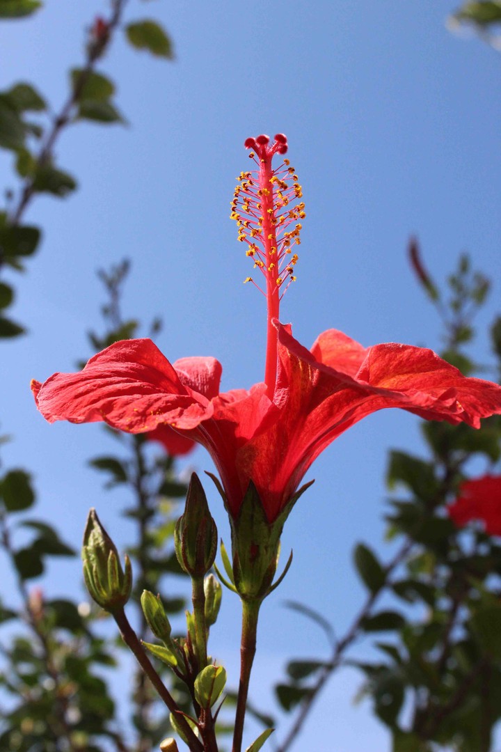 Flower.
