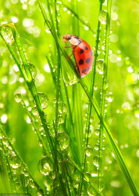 botany, enchanting Hintergrundbilder