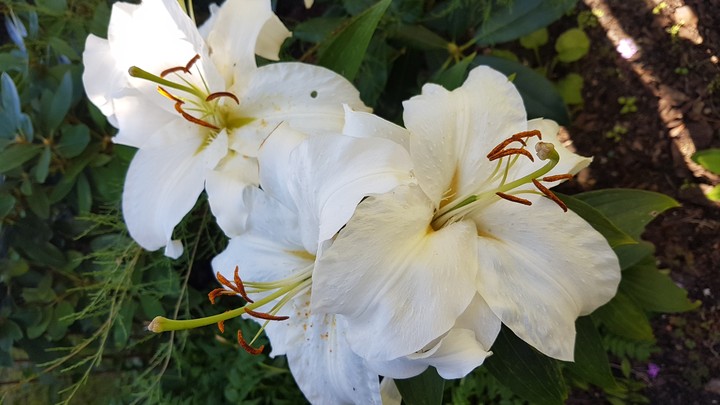 My flowers