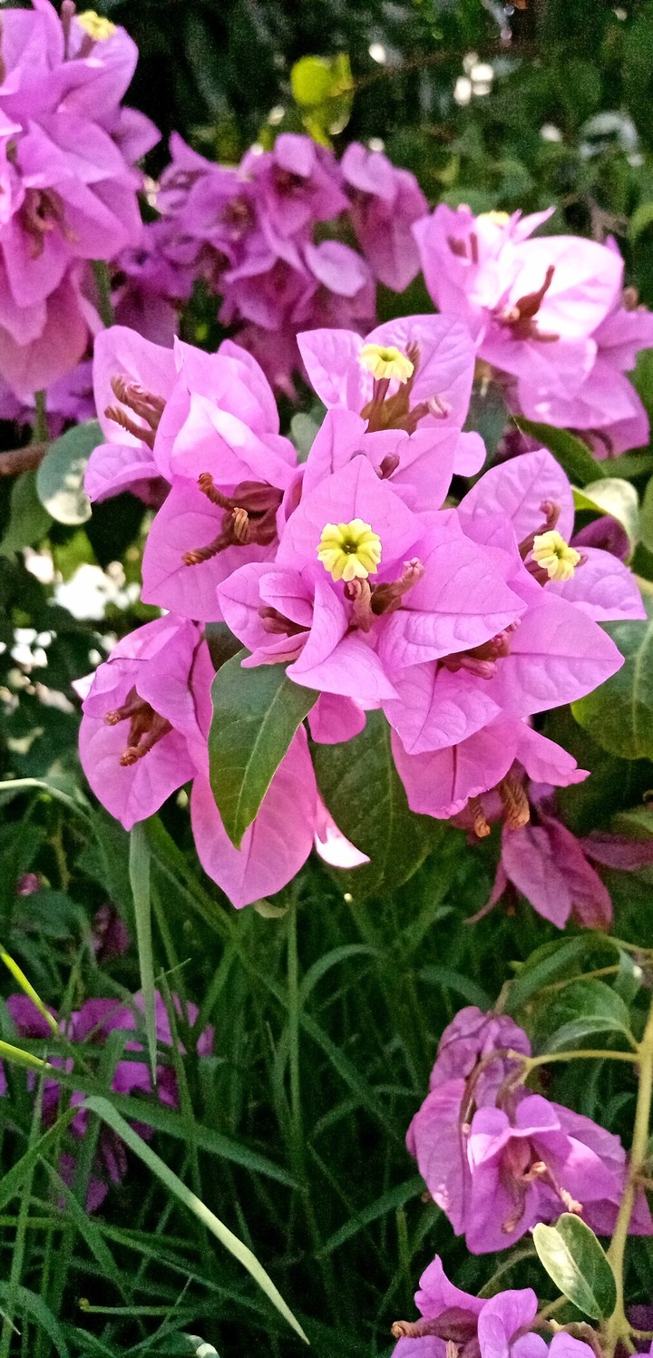 pink flower