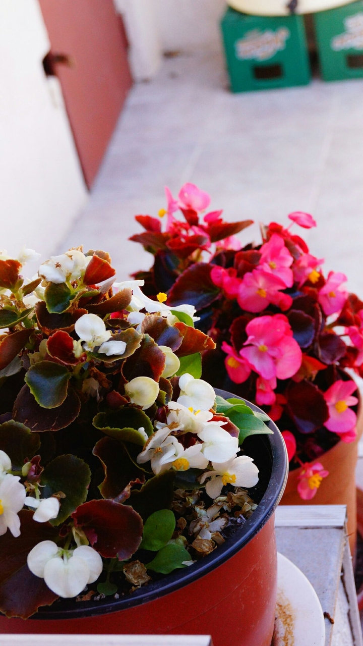 flowers??