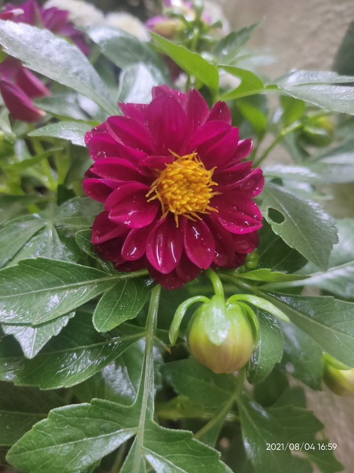 my garden flower