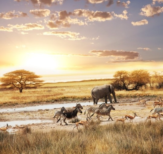 I love Africa