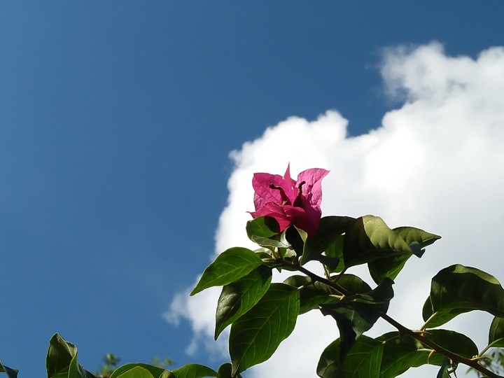 Flower