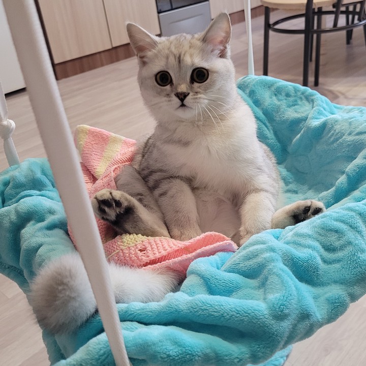 кот