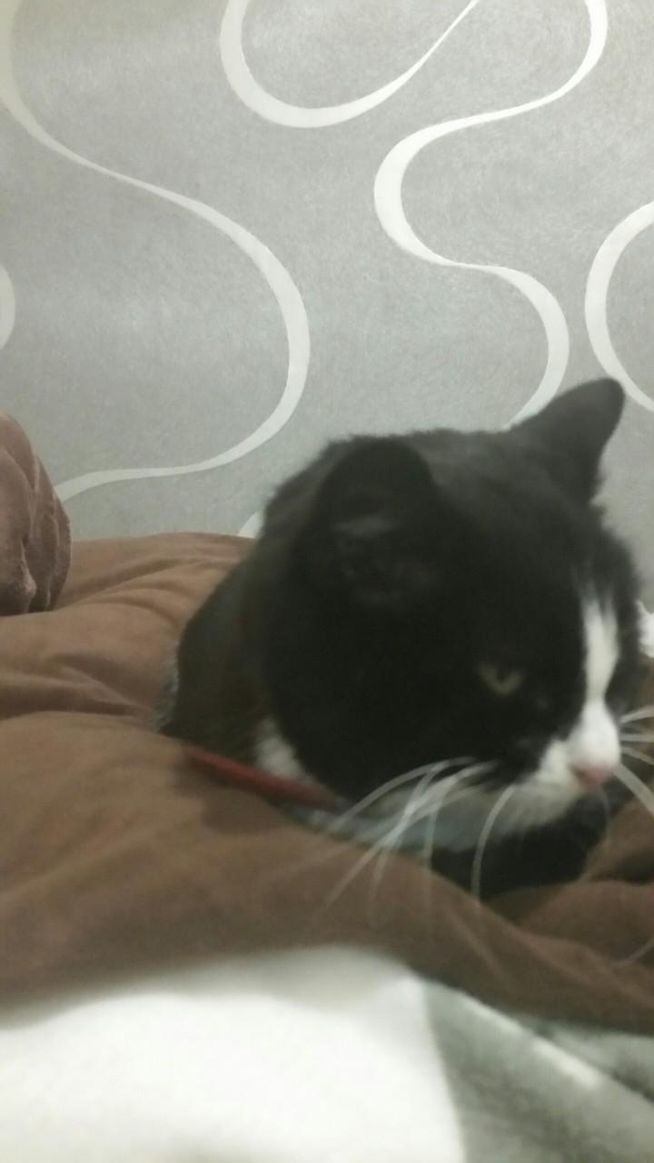 Katze
