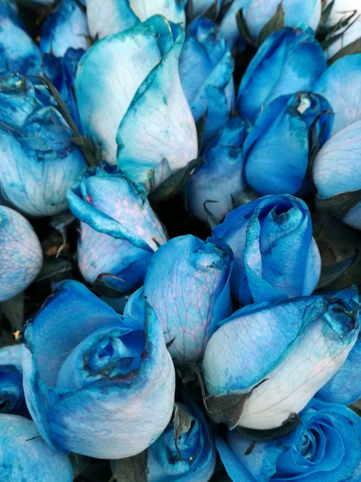 Blue Rose
