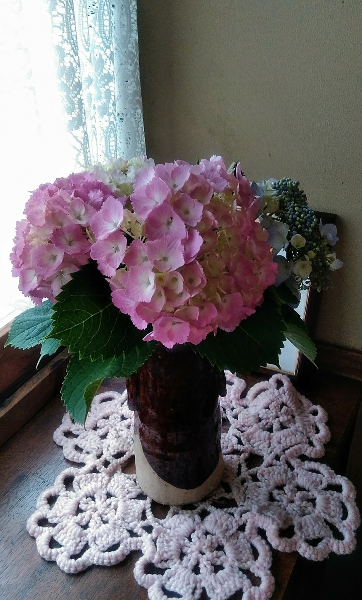 hydrangea