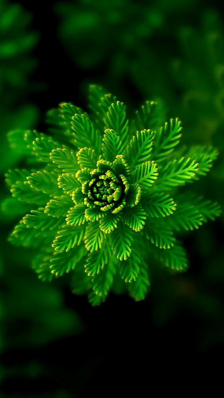 green