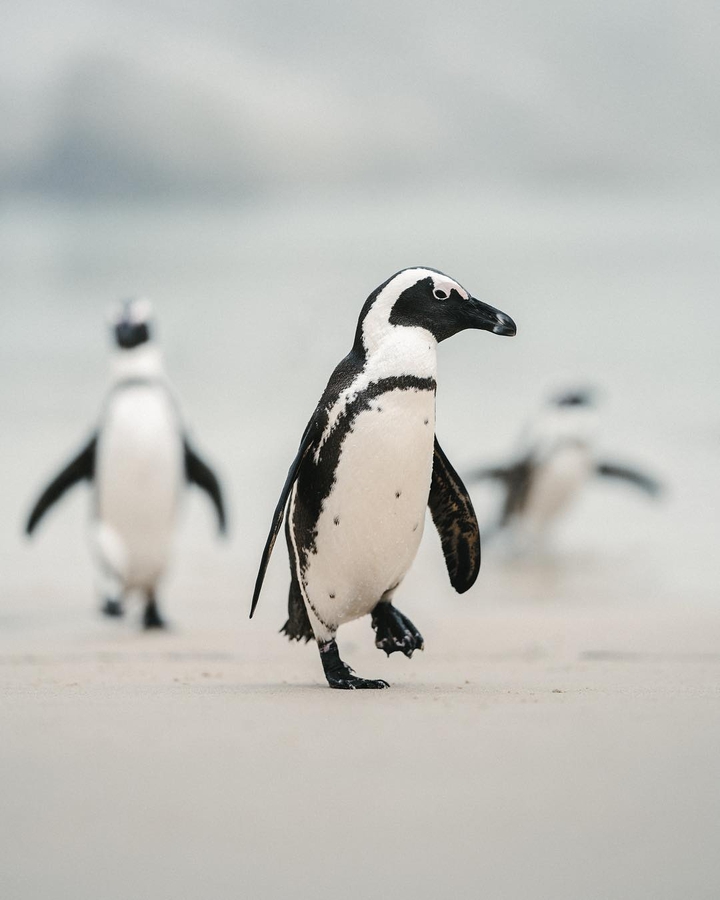 Pinguin