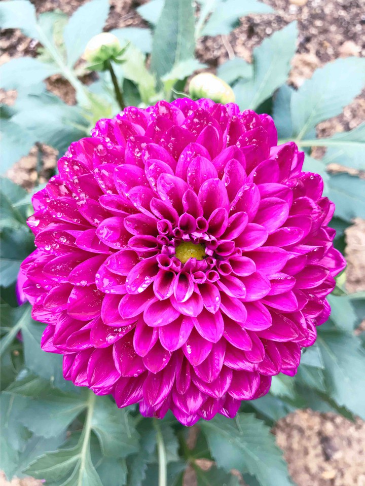 Dahlia