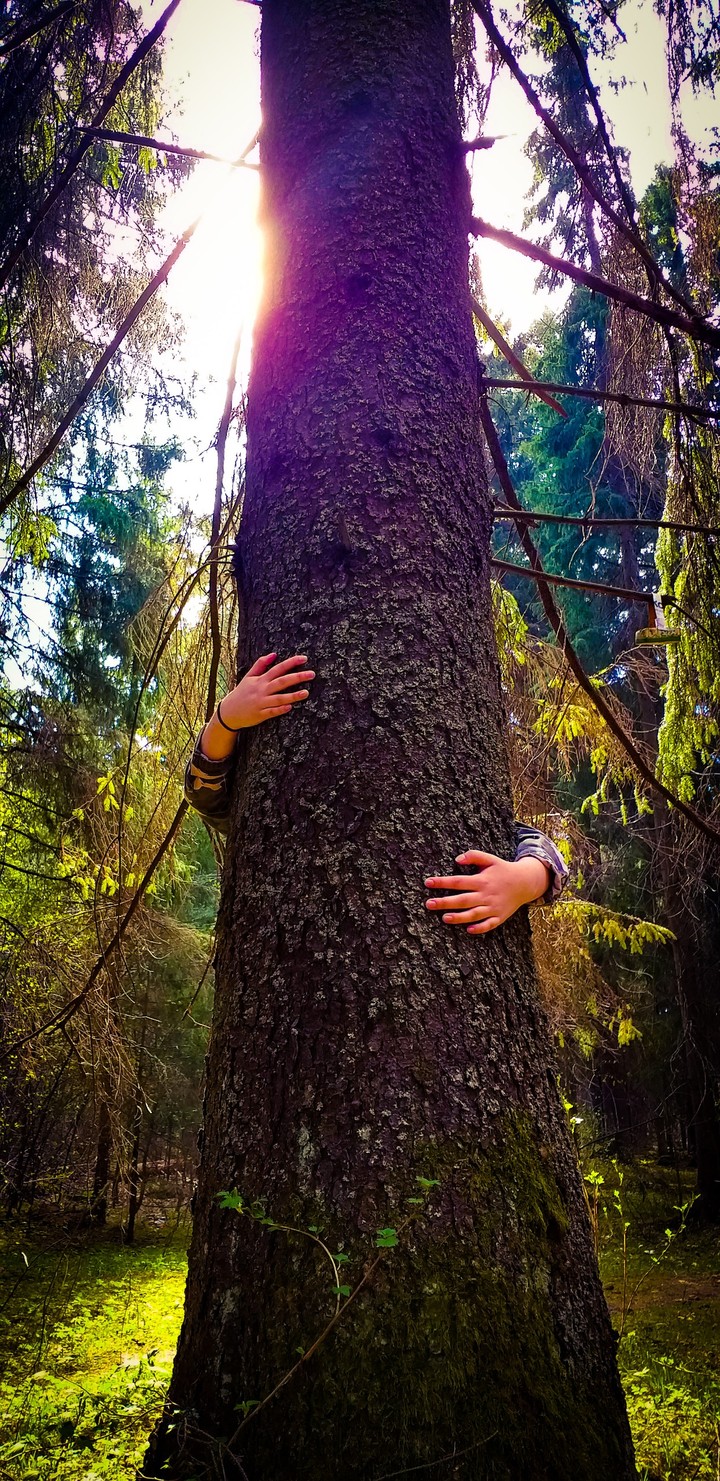 The Forest tree of wonders