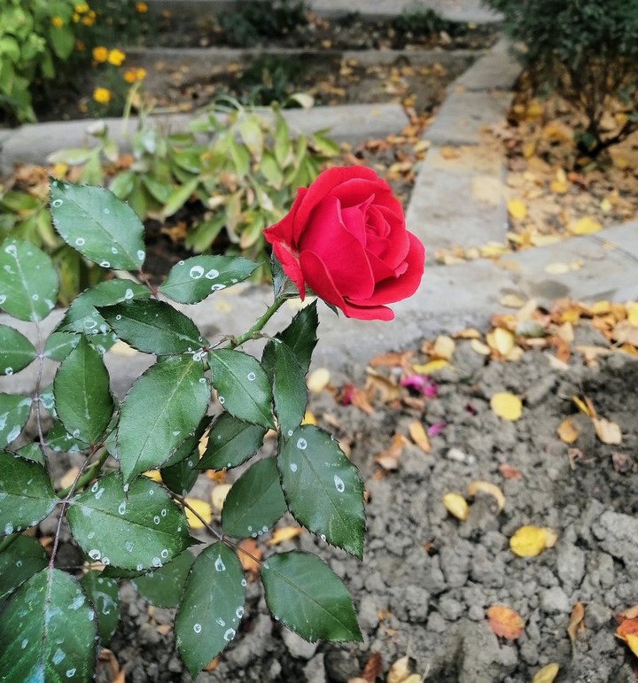 flower