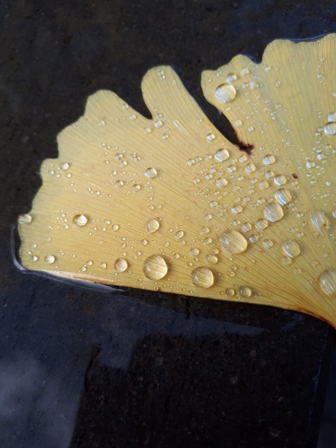 ταπετσαρίες leaf, drops