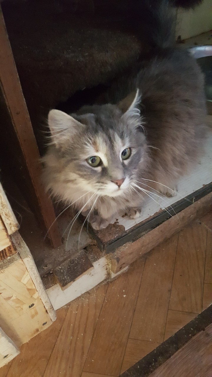кот