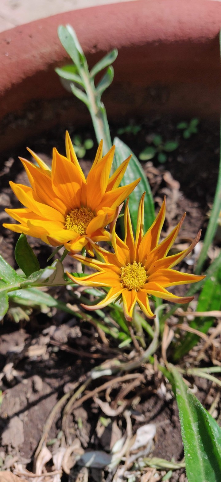 Flowers