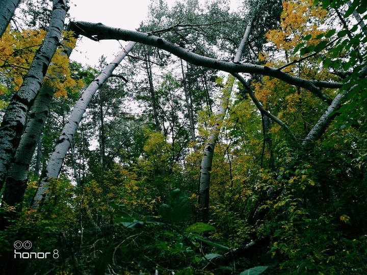 forest