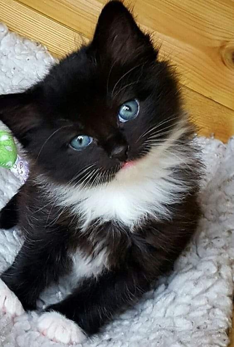hello