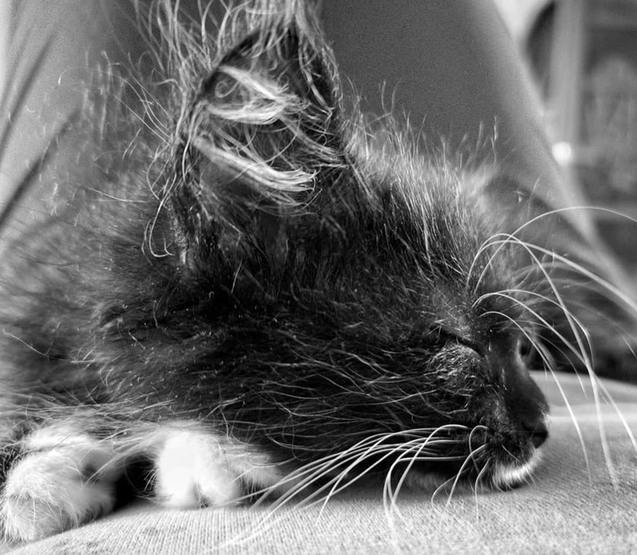 cat