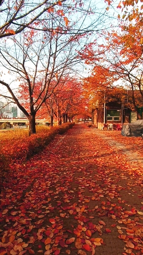 지난 가을 벚나무 길 단풍 낙엽