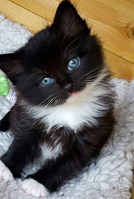hello