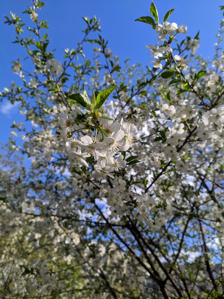 tree flowers