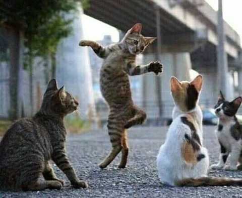 Performing for a rapt audience