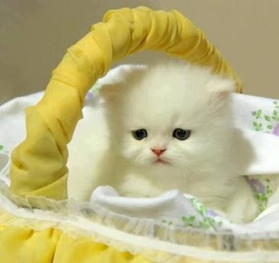 cute...........