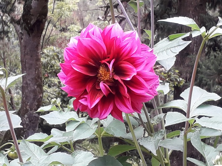 flowers