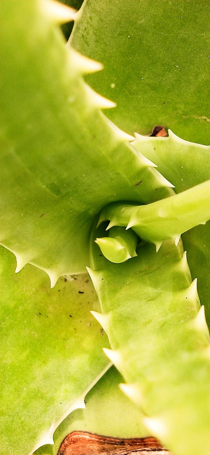 Greenofobiya