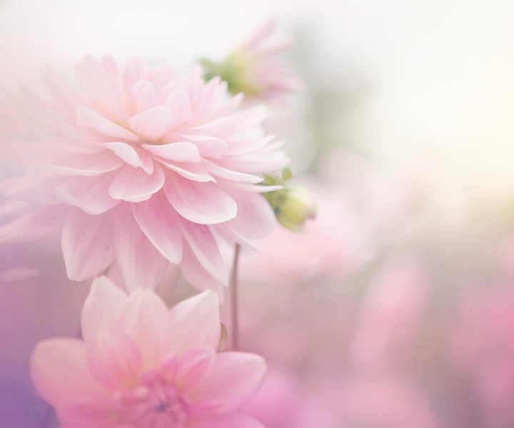 pink flower