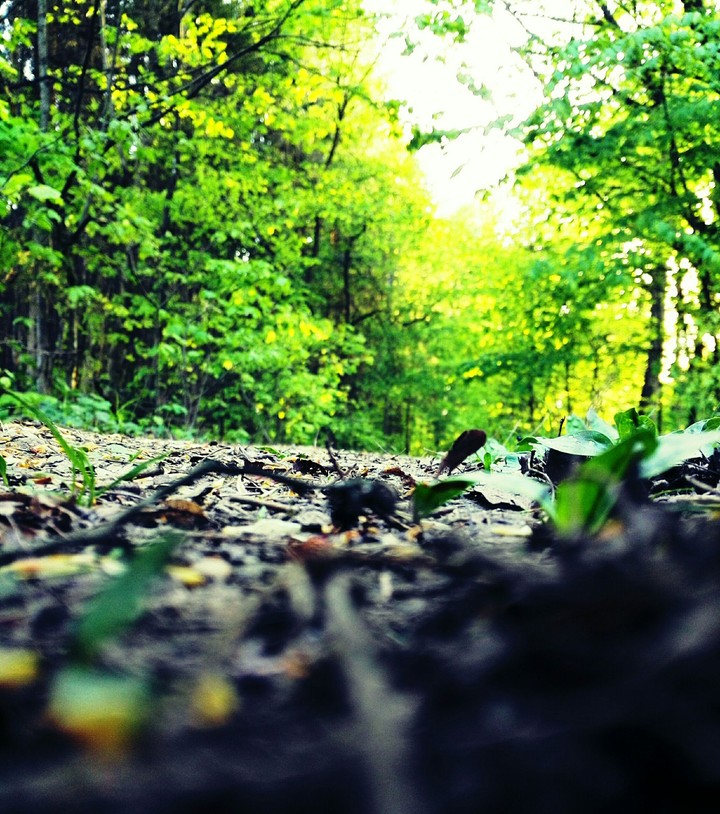 Forest