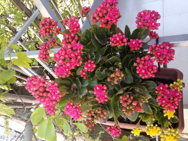 natural