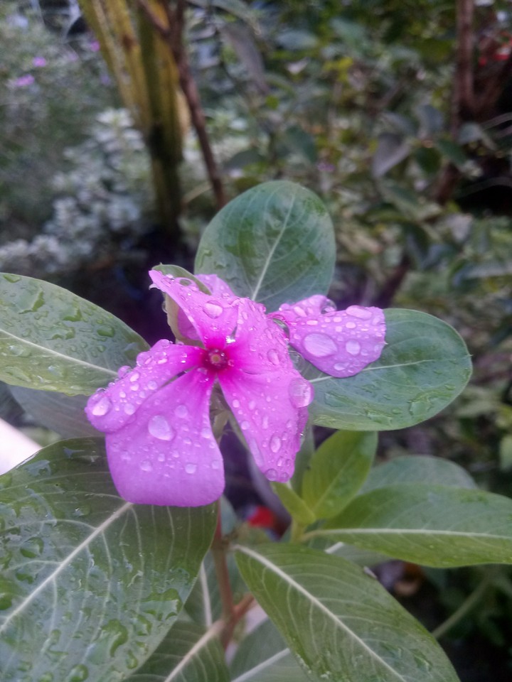 flor molhado