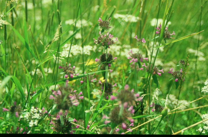summer flowers