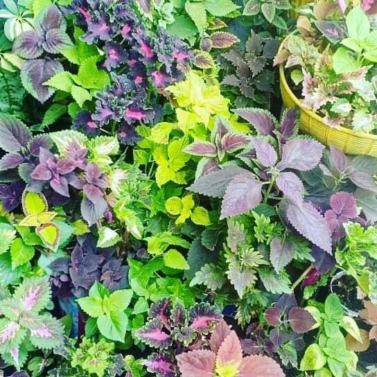 coleus