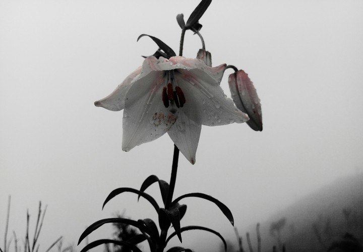 Shiroi lily