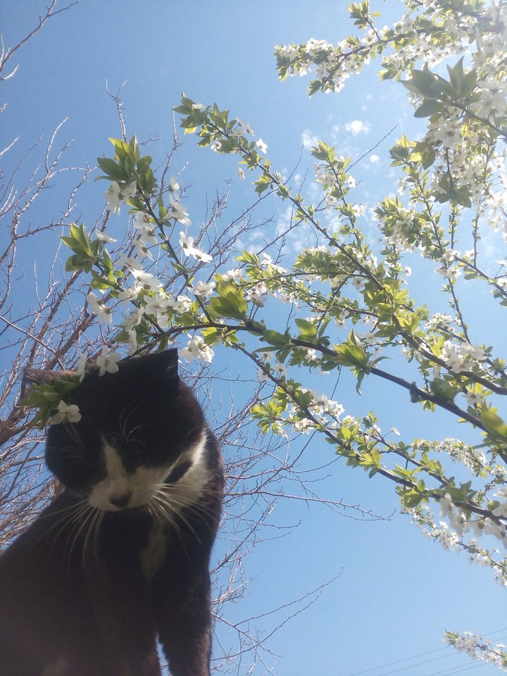 lovely cat