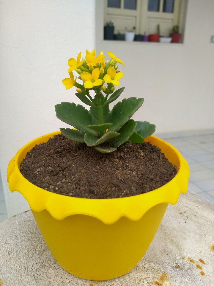 Spring