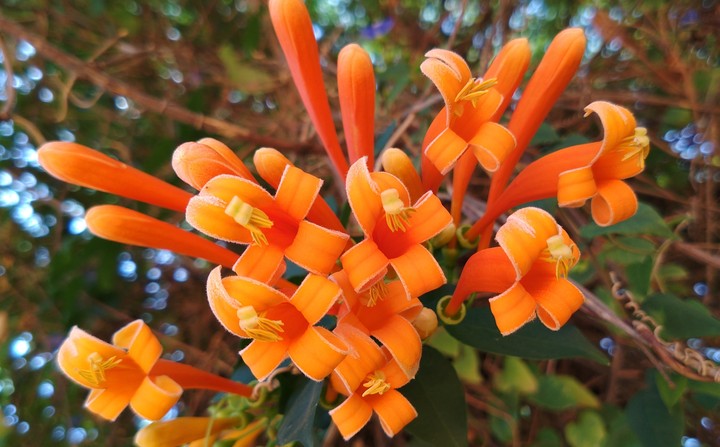 Flowers