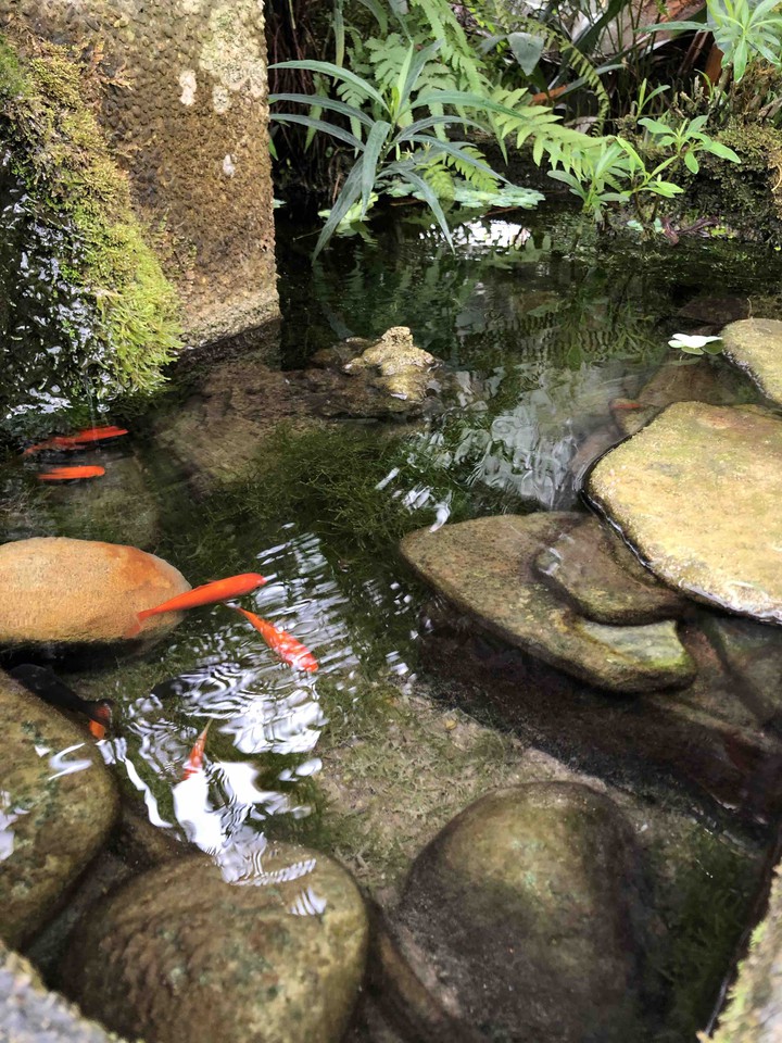 fishes