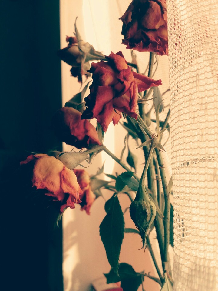 rosr