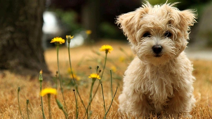 sweet Puppie