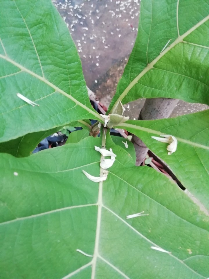 tree