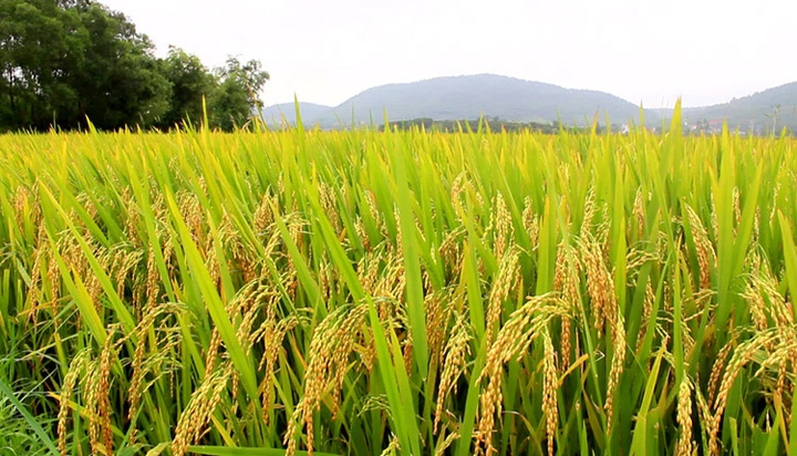 RICE