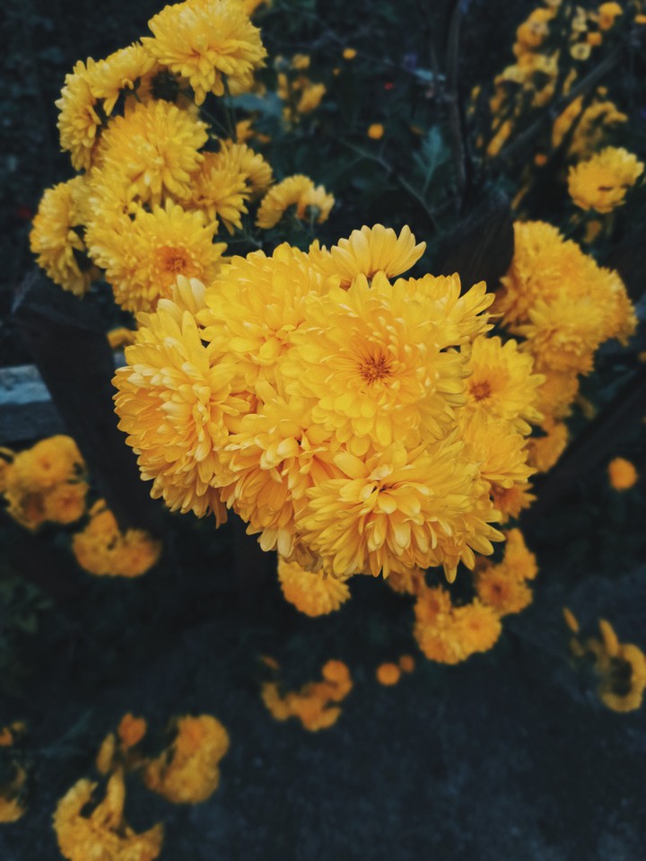 chrysanthemum