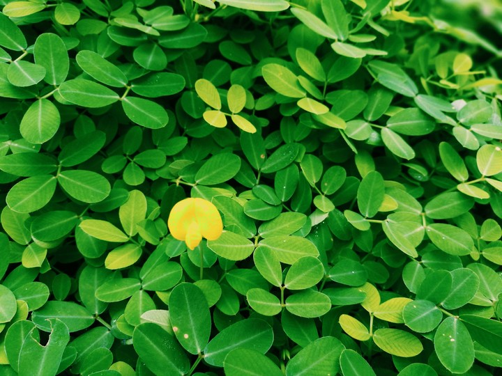 yellow on green