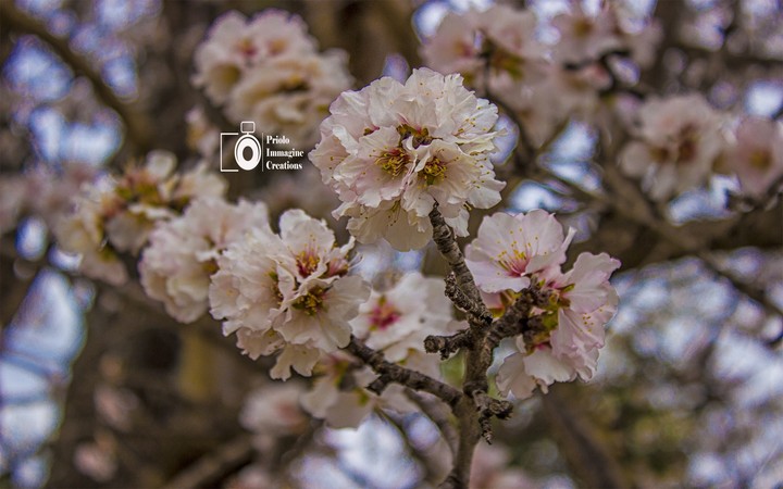 Mandorlo in fiore