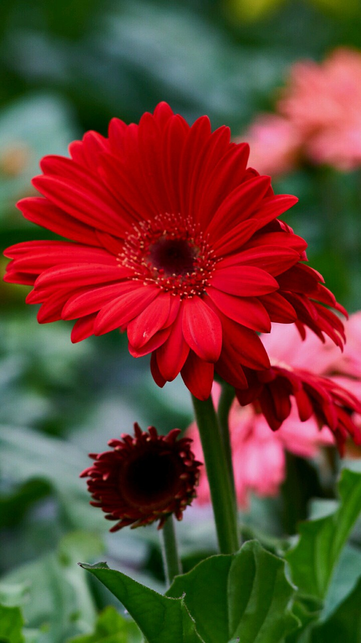 red flower