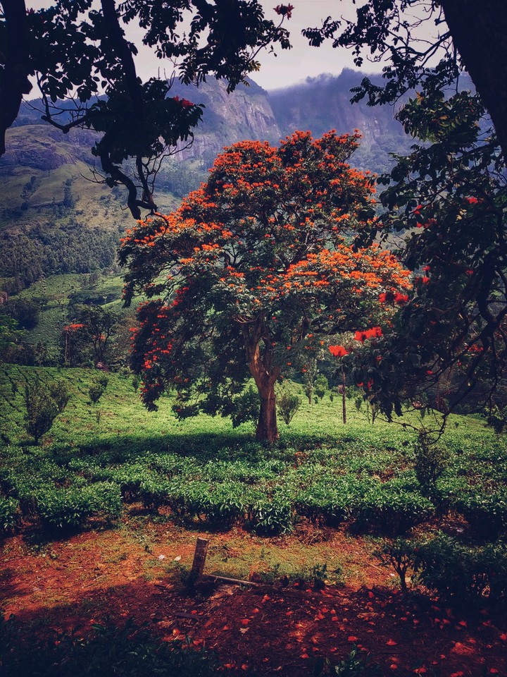 Munnar
